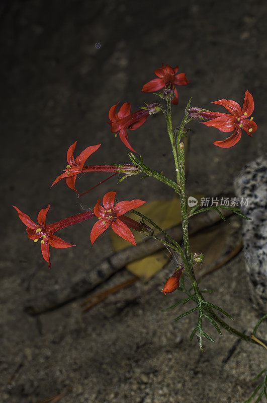 Scarlet Gilia, Ipomopsis aggregata，南湖附近的主教溪，Inyo国家森林，加利福尼亚州。花荵科。